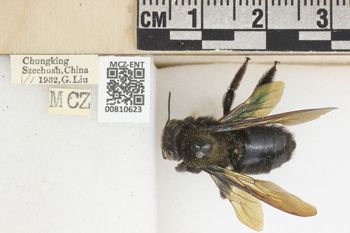 Media type: image;   Entomology 810623 Aspect: labels
